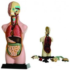 İnsan Vücut Modeli